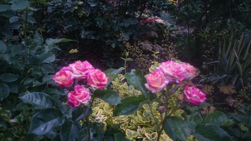  - Flori si trandafiri 2019 - 2