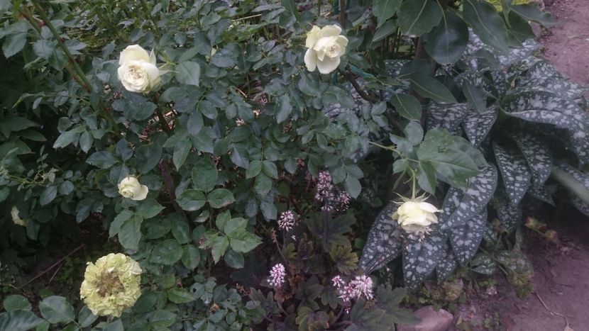  - Flori si trandafiri 2019 - 2