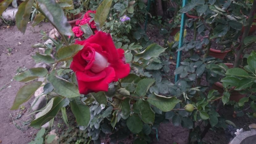  - Flori si trandafiri 2019 - 2