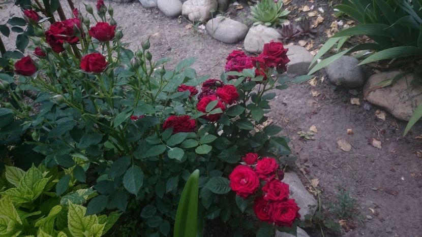  - Flori si trandafiri 2019 - 2