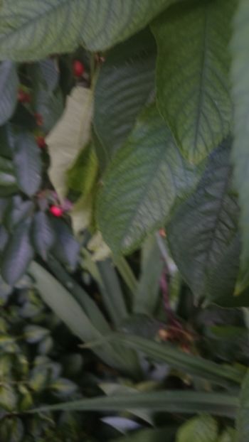  - Flori si trandafiri 2019 - 2