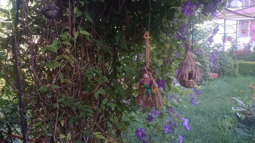  - Flori si trandafiri 2019 - 2