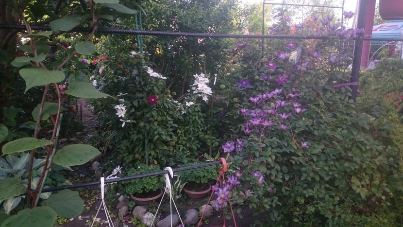  - Flori si trandafiri 2019 - 2