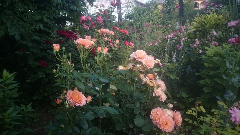  - Flori si trandafiri 2019 - 2