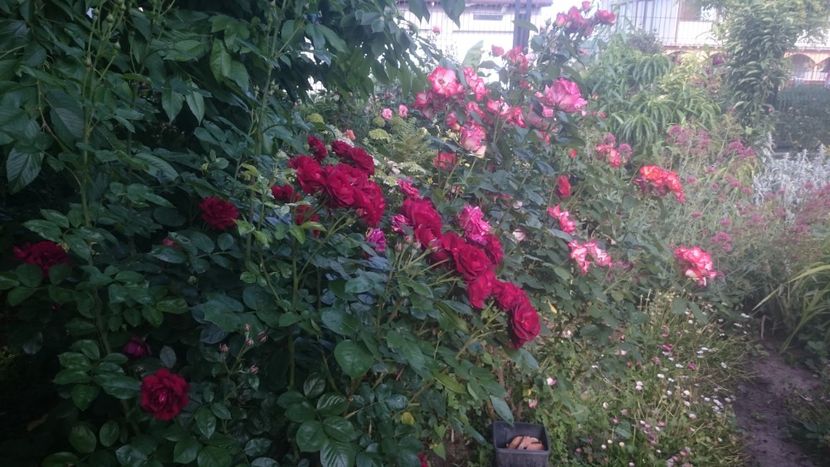  - Flori si trandafiri 2019 - 2