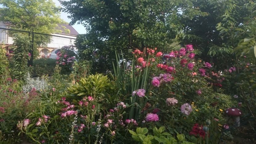  - Flori si trandafiri 2019 - 2