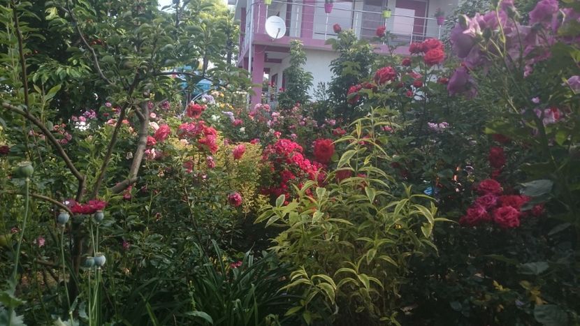  - Flori si trandafiri 2019 - 2