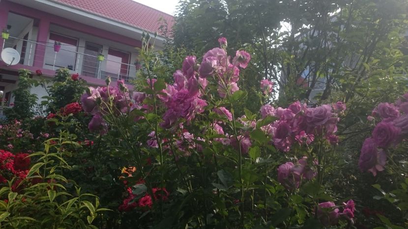  - Flori si trandafiri 2019 - 2