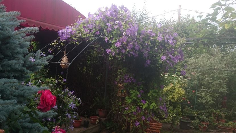  - Flori si trandafiri 2019 - 2