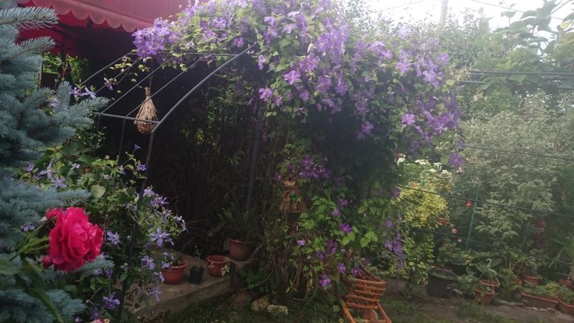  - Flori si trandafiri 2019 - 2