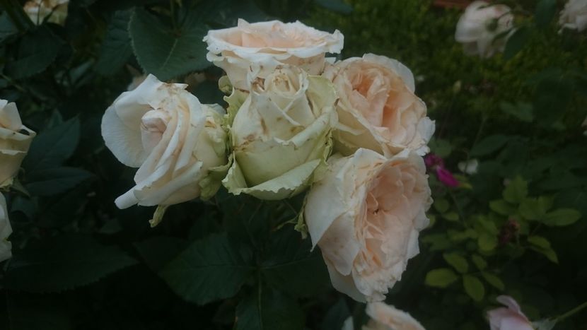  - Flori si trandafiri 2019 - 2