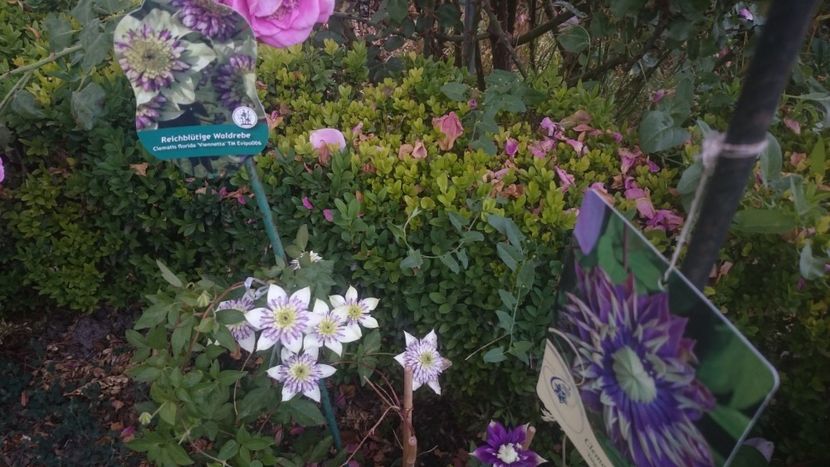  - Flori si trandafiri 2019 - 2