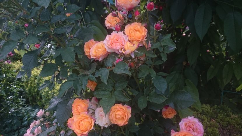  - Flori si trandafiri 2019 - 2