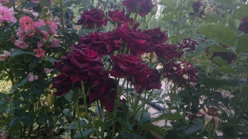  - Flori si trandafiri 2019 - 2