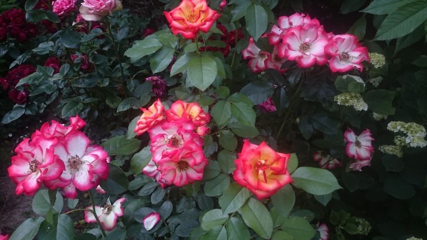  - Flori si trandafiri 2019 - 2