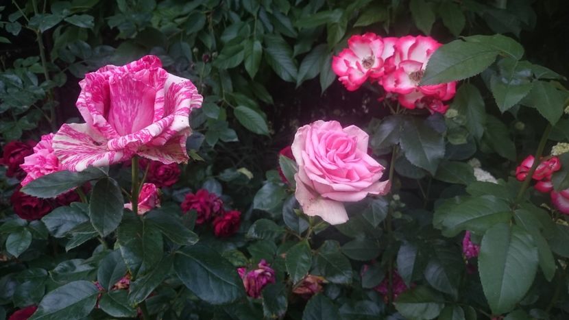  - Flori si trandafiri 2019 - 2