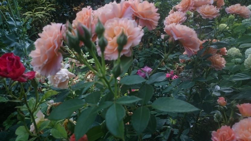  - Flori si trandafiri 2019 - 2