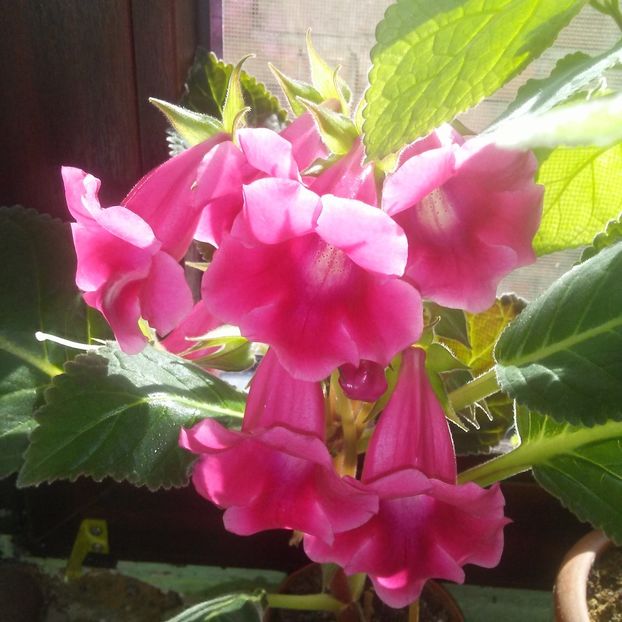 Sinningia speciosa jurapensis - Sinningia 2019