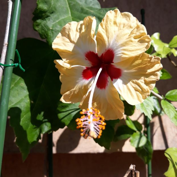 Sylvia Goodman - 25 lei - disponibil lastari neinradacinati de hibiscus