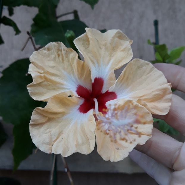  - Hibi Sylvia Goodman