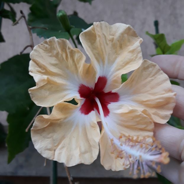  - Hibi Sylvia Goodman