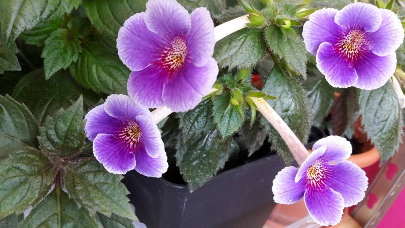 2019 - Charles Martel