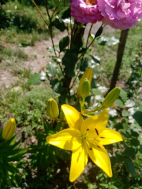 Mulțumesc myrelanicoleta !! - Mixt de Floricele 2019