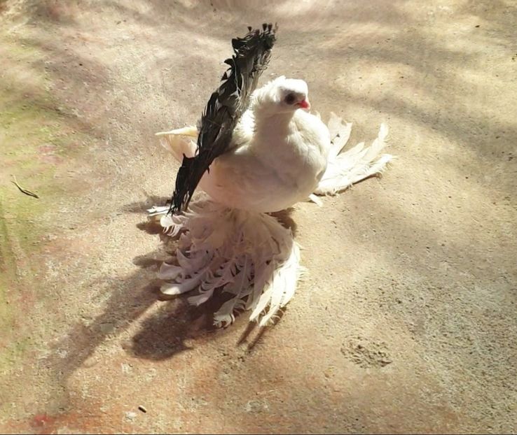  - Omsk si novocerkaski 2019