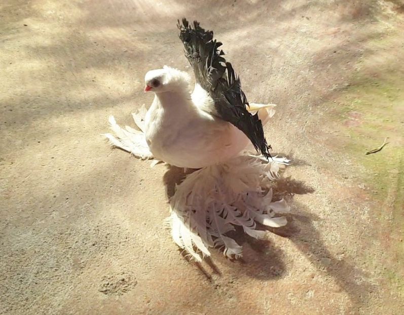  - Omsk si novocerkaski 2019