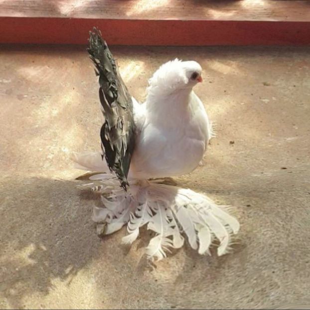  - Omsk si novocerkaski 2019