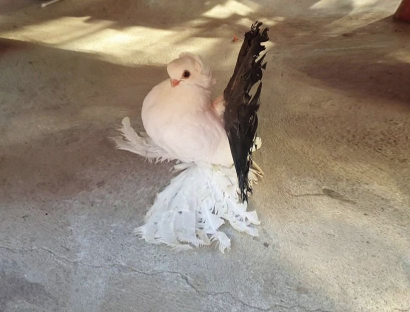  - Omsk si novocerkaski 2019