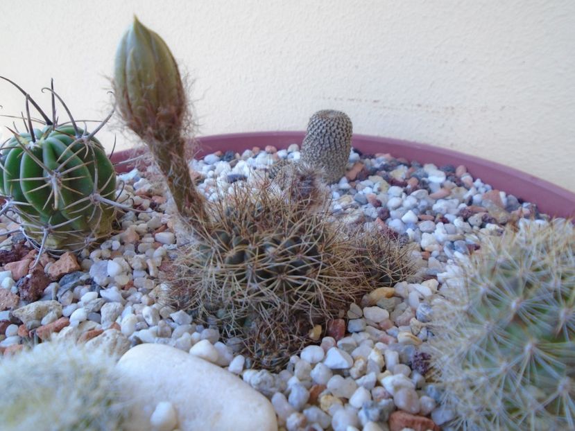 Lobivia arachnacantha v. densiseta - Cactusi 2019 bis