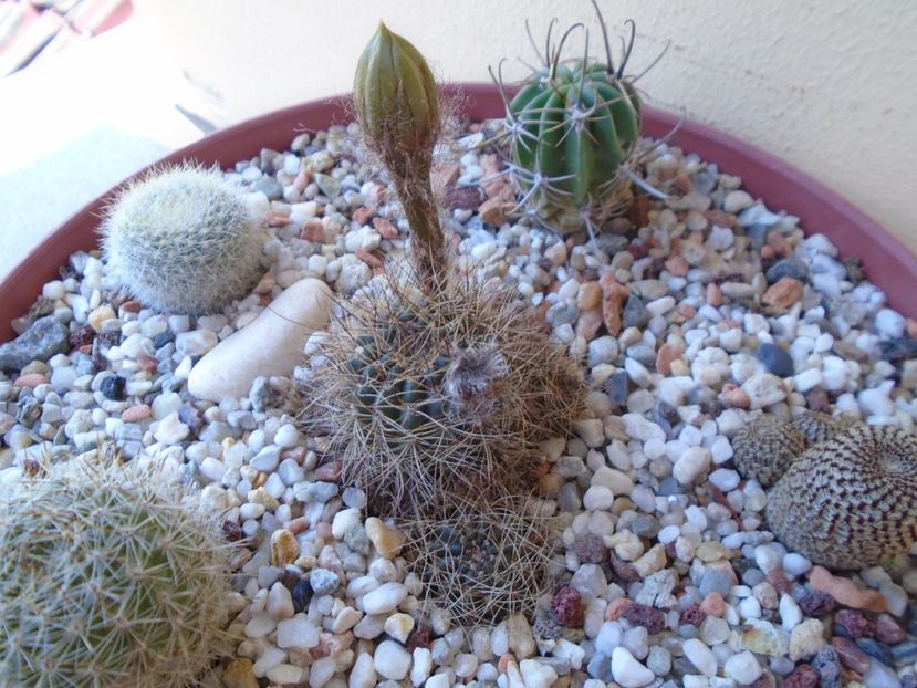 Lobivia arachnacantha v. densiseta - Cactusi 2019 bis