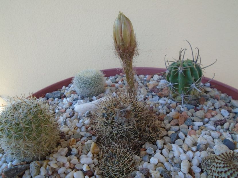 Lobivia arachnacantha v. densiseta - Cactusi 2019 bis
