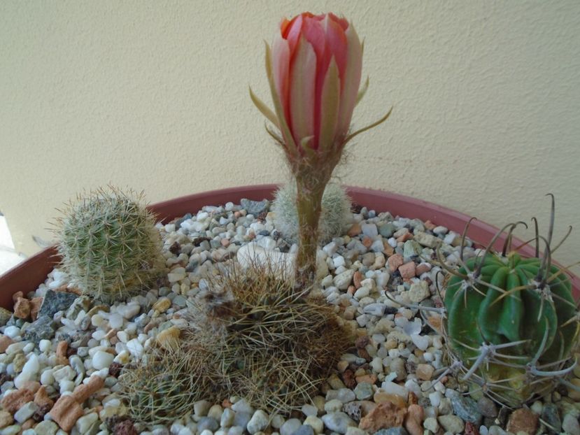 Lobivia arachnacantha v. densiseta - Cactusi 2019 bis