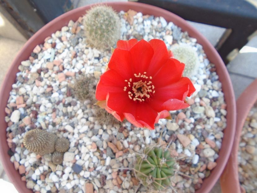 Lobivia arachnacantha v. densiseta - Cactusi 2019 bis