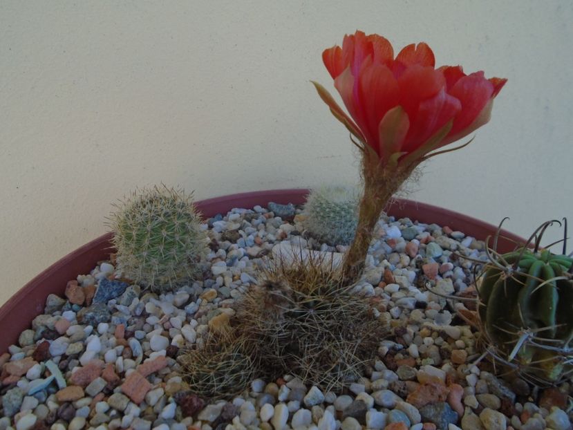 Lobivia arachnacantha v. densiseta - Cactusi 2019 bis