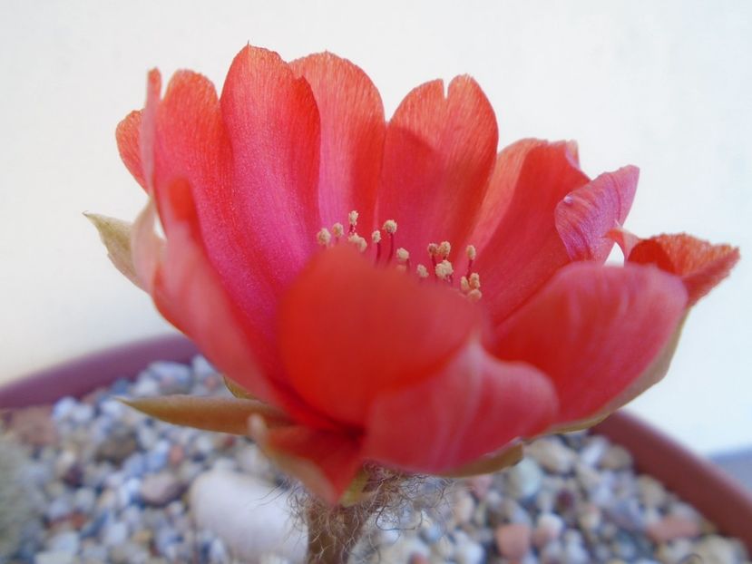 Lobivia arachnacantha v. densiseta - Cactusi 2019 bis