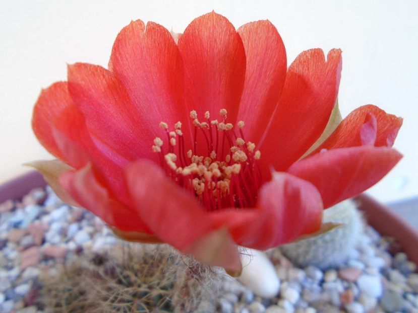 Lobivia arachnacantha v. densiseta - Cactusi 2019 bis