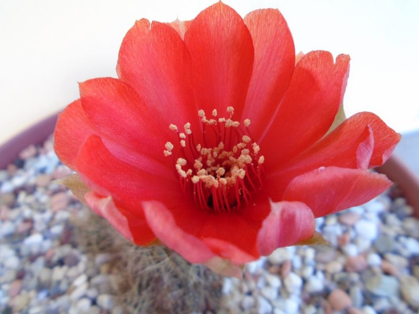 Lobivia arachnacantha v. densiseta - Cactusi 2019 bis