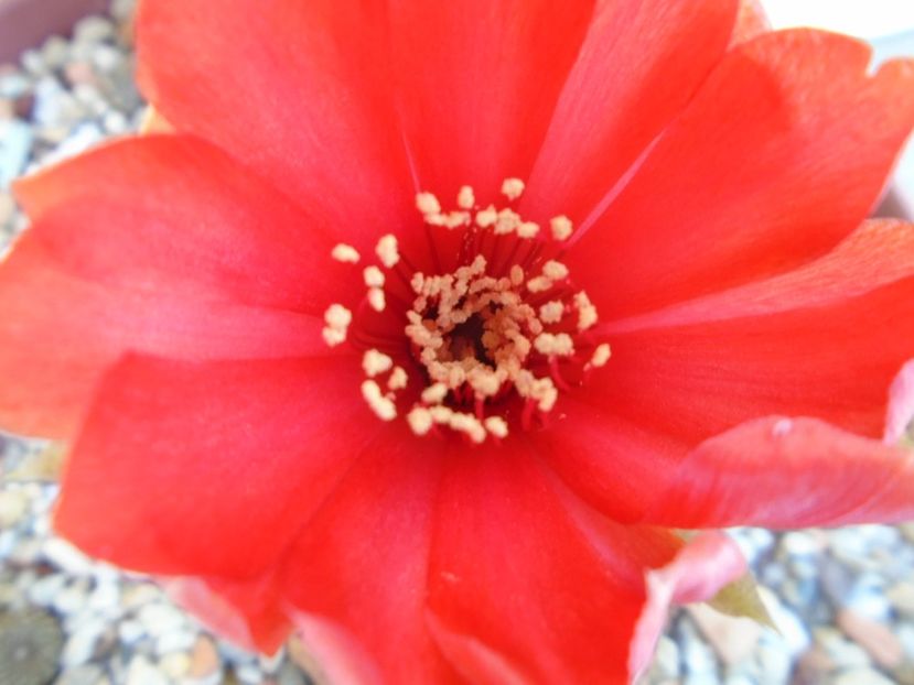 Lobivia arachnacantha v. densiseta - Cactusi 2019 bis