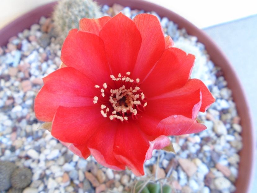 Lobivia arachnacantha v. densiseta - Cactusi 2019 bis