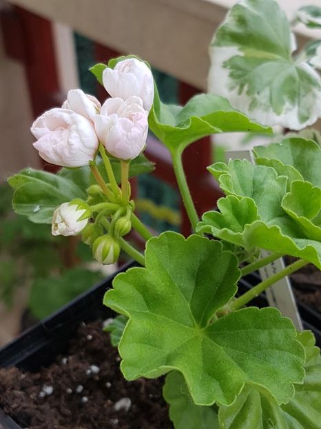 Marbacka Tulpan - Muscate de colectie 2019
