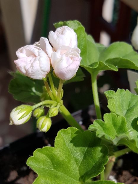 Marbacka Tulpan - Muscate de colectie 2019