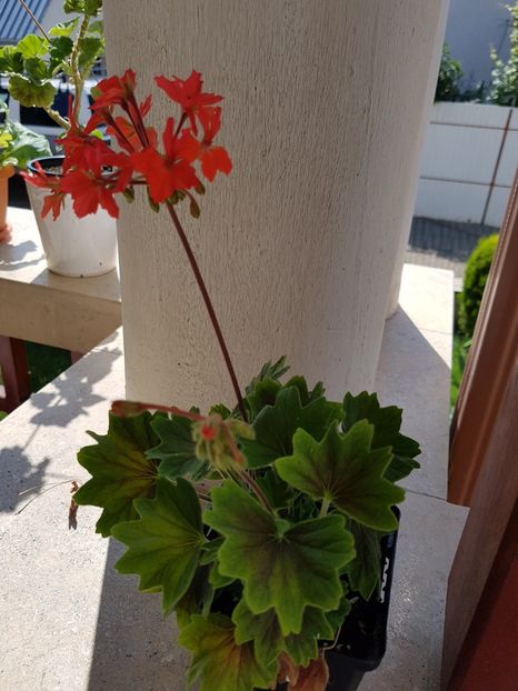 Chocolate - Muscate de colectie 2019