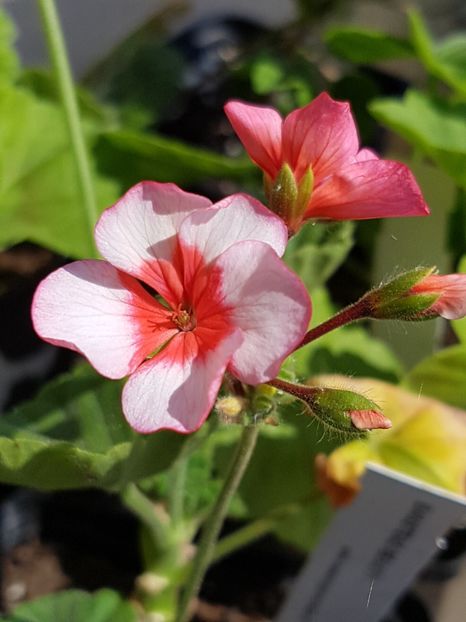 Banstead Beauty - Muscate de colectie 2019