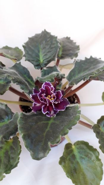  - VIOLETE IN COLECTIEpoze net----