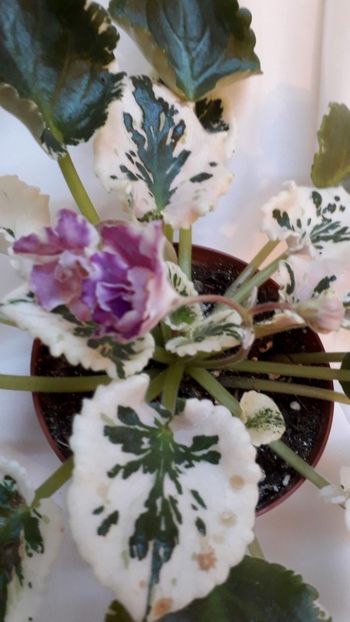  - VIOLETE IN COLECTIEpoze net----