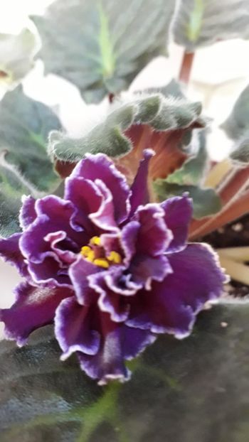  - VIOLETE IN COLECTIEpoze net----