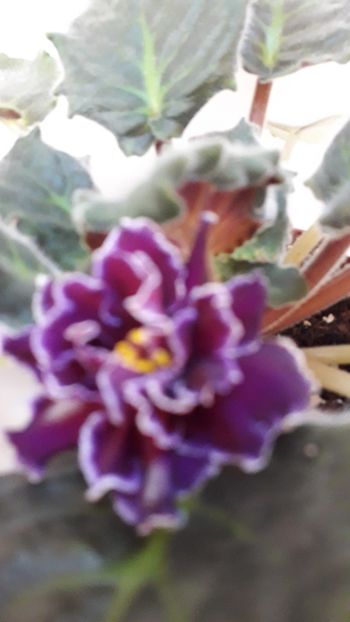  - VIOLETE IN COLECTIEpoze net----